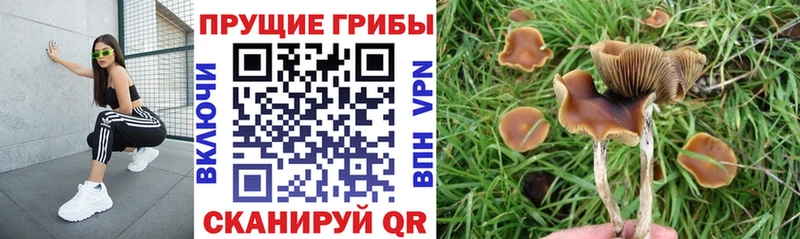 Псилоцибиновые грибы мухоморы продажа наркотиков Павловск